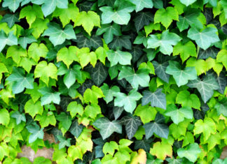 Edera comune 782 0 095 Edera Comune